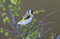 European Goldfinch